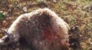 Urfa'da ahıra giren kurtlar koyunları telef etti