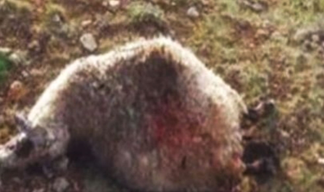 Urfa'da ahıra giren kurtlar koyunları telef etti