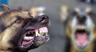 Urfa'da sokak köpekleri çocuklara saldırdı