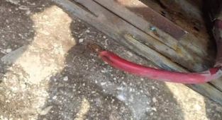 Viranşehir'de akü hırsızları iş başında