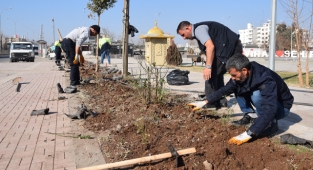 Viranşehir’de parklar güllerle donatılacak