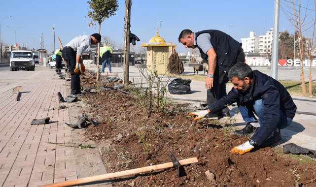 Viranşehir’de parklar güllerle donatılacak