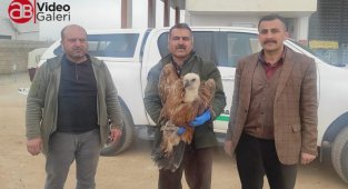 Afrika'da olması gereken akbaba Urfa'da bulundu