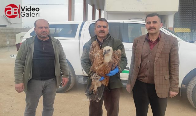 Afrika'da olması gereken akbaba Urfa'da bulundu