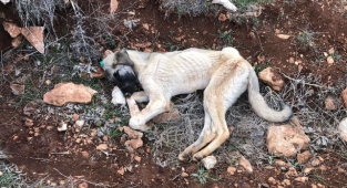 Belediyeler hakkında büyük iddia! Sokak köpeklerini dağa salıyorlar