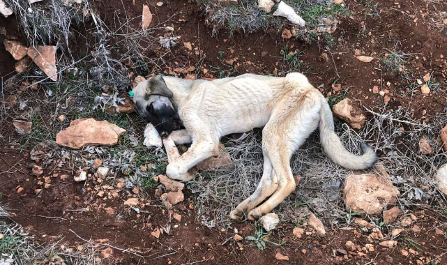 Belediyeler hakkında büyük iddia! Sokak köpeklerini dağa salıyorlar