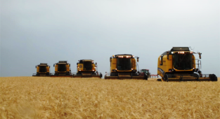 Buğday ve arpa fiyatları haftaya nasıl başladı