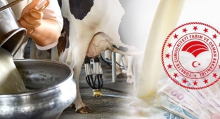 Çiğ süt destekleme miktarı artırıldı