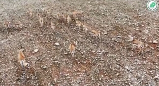 Cudi Dağı Urfa Ceylanları ile hayat buldu