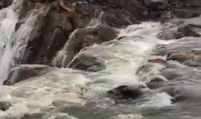 Curcup deresi yeniden yaşam buldu