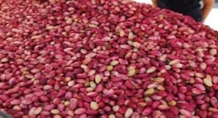 Günlük Antep Fıstığı fiyatları belli oldu