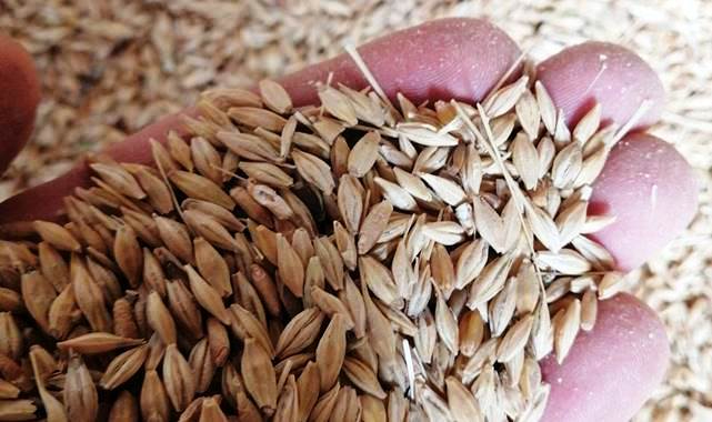 Günlük buğday arpa ve mısır fiyatları belli oldu