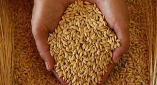 Günlük buğday ve arpa fiyatları açıklandı