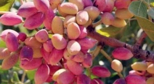 Günlük fıstık fiyatları belli oldu