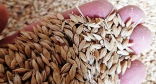 Günlük hububat ve bakliyat fiyatları açıklandı