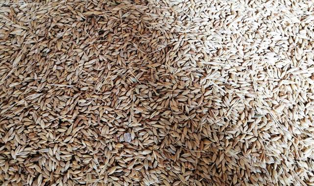 Hububat fiyatları haftayı nasıl kapattı