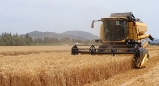 Hububat ve bakliyatta güncel fiyatlar