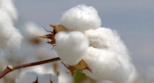 Kütlü pamuk fiyatları belli oldu