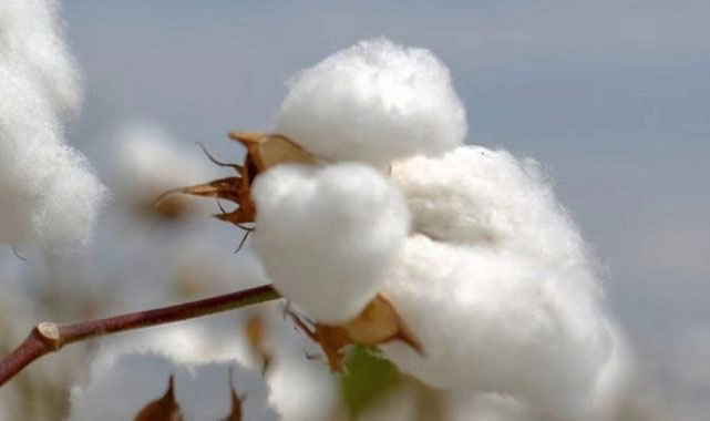 Kütlü pamuk fiyatları belli oldu