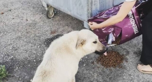 Öğretmenler sokak hayvanları için mama dağıtıyor