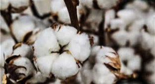 Pamuk ve hububat fiyatları haftayı nasıl kapattı?