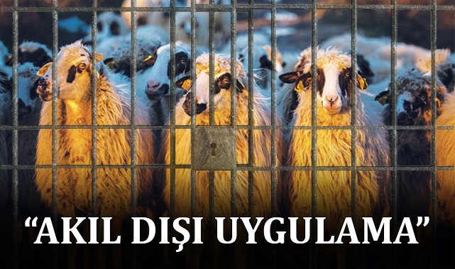 Şanlıurfa'da 17 koyun gözaltına alındı