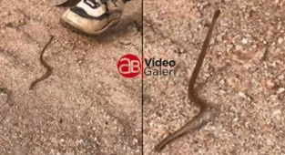 Şanlıurfa'da evine girmeye çalışan yılana bakın ne yaptı