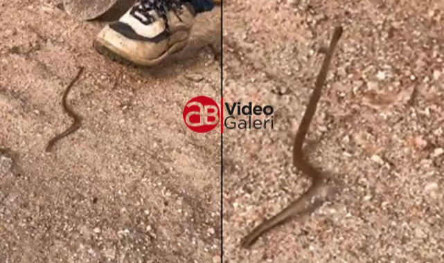 Şanlıurfa'da evine girmeye çalışan yılana bakın ne yaptı