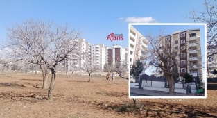 Şanlıurfa'da fıstık bahçeleri betona kurban gidiyor