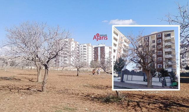 Şanlıurfa'da fıstık bahçeleri betona kurban gidiyor