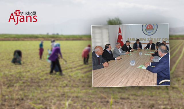 Şanlıurfa'da tarım işçilerinin ücreti belli oldu