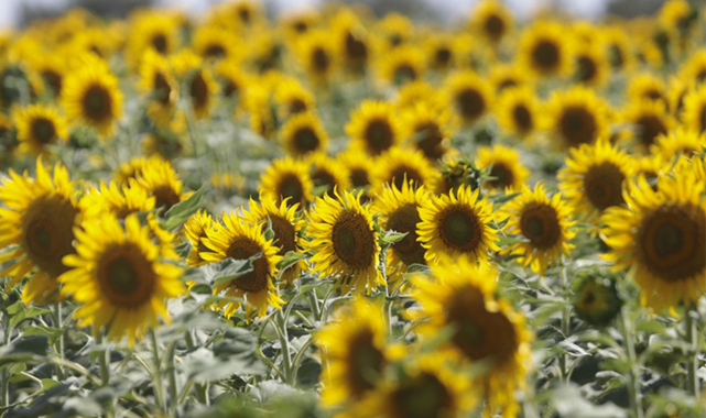 Tarım Kredi Kooperatiflerinden çiftçiye destek çalışması