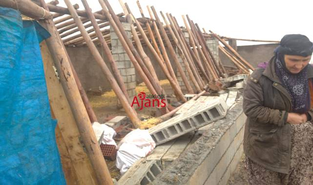 Urfa'da feci olay! Çöken ahırda koyunlar telef oldu