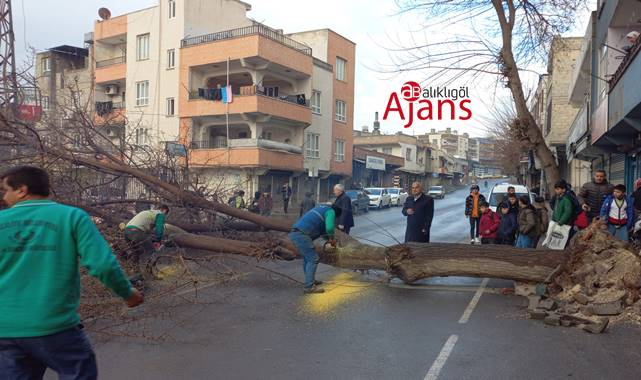 Urfa'da faciadan dönüldü! Dev ağaç yola devrildi