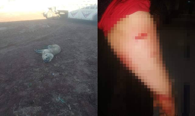 Urfa'da kuduz alarmı! saldırdığı kadın hastanelik oldu