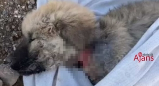 Urfa'da sokak köpeklerine işkence mi ediliyor?