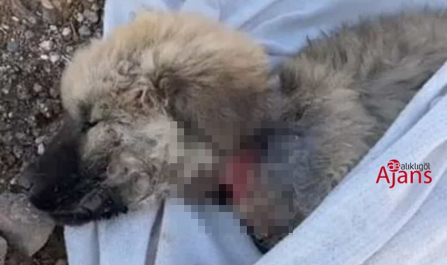 Urfa'da sokak köpeklerine işkence mi ediliyor?