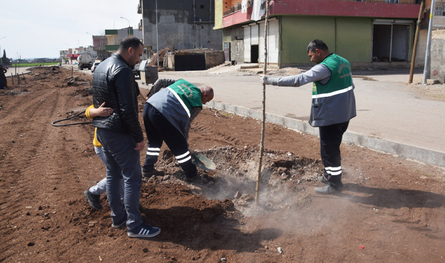 Viranşehir’de ağaçlandırma çalışması