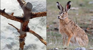 Yabani tavşanlar çiftçiye zarar veriyor