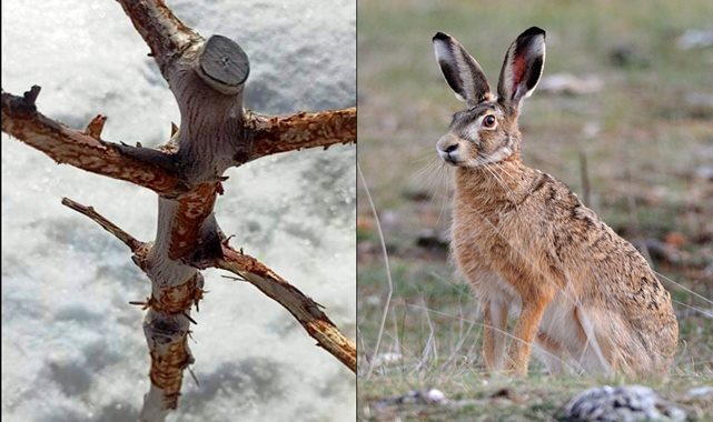 Yabani tavşanlar çiftçiye zarar veriyor