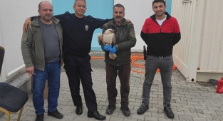 Yaralı kartal tedavi altına alındı