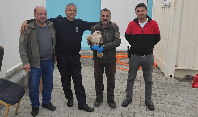 Yaralı kartal tedavi altına alındı