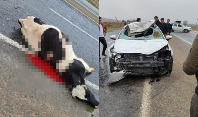 Yola çıkan inek araç çarpmasıyla telef oldu! 3 yaralı