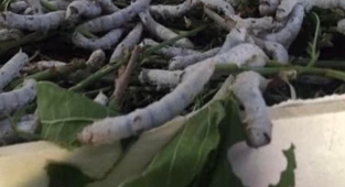 Ziraat Odası açıkladı: Başvuru için oda ile irtibata geçilsin