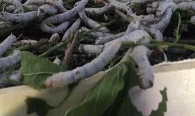 Ziraat Odası açıkladı: Başvuru için oda ile irtibata geçilsin