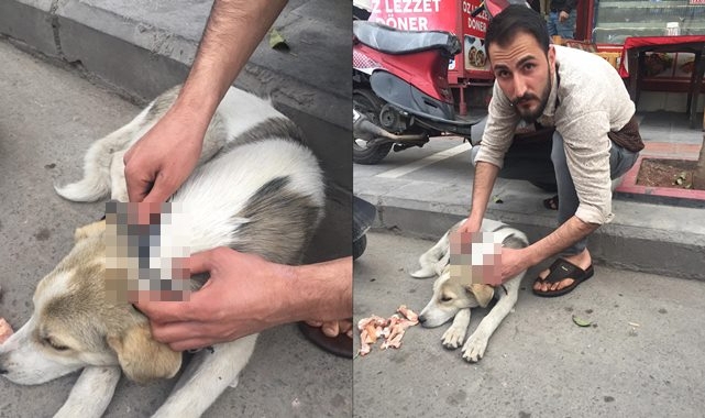 Acı çeken sokak hayvanını ölümden kurtardı