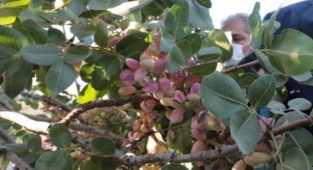 Antep fıstığı fiyat listesi