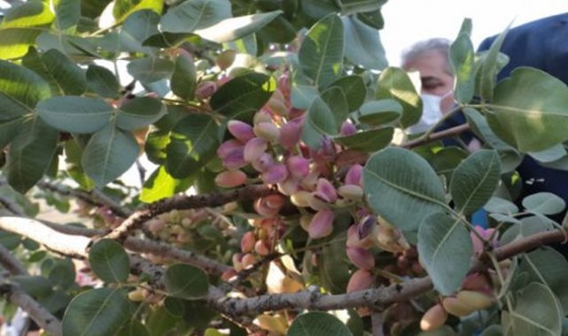 Antep fıstığı fiyat listesi