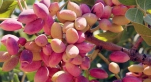 Antep fıstığı fiyatlarında yükseliş