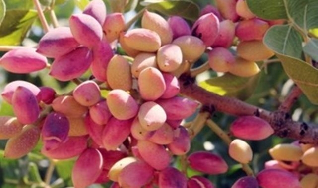 Antep fıstığı fiyatlarında yükseliş